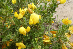 Ononis ramosissima