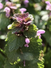 Lamium purpureum