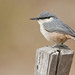 Western Rock Nuthatch - Photo (c) Paul Cools, some rights reserved (CC BY-NC), uploaded by Paul Cools