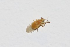 Chyromya
