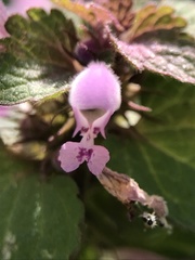 Lamium purpureum