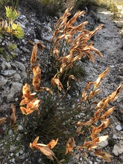 Elegia filacea