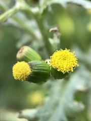 Senecio vulgaris