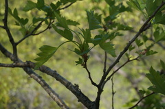 Crataegus pinnatifida