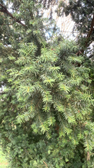 Taxus baccata