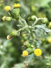 Senecio vulgaris