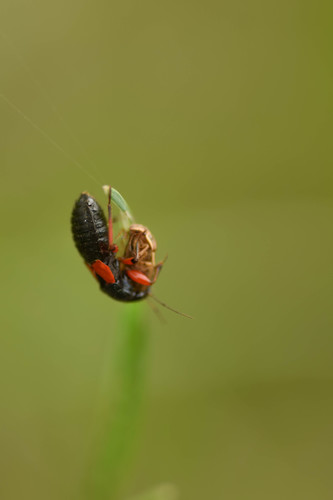 Prostemma aeneicolle