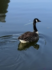 Branta canadensis