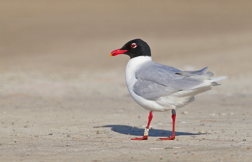 Mediterranean Gull