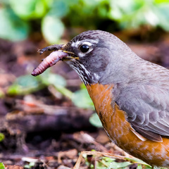 Turdus migratorius