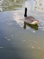 Branta canadensis