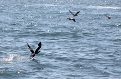 Leucocarbo bougainvillii