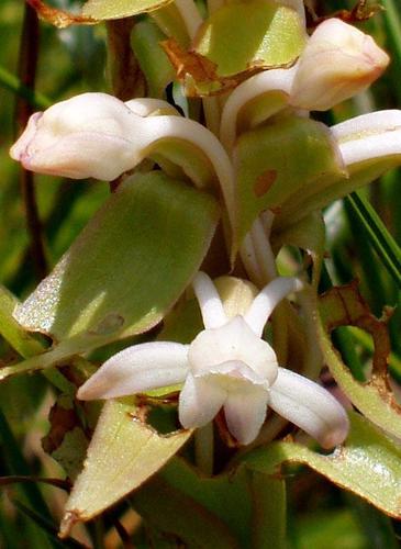 Satyrium longicauda var. longicauda image