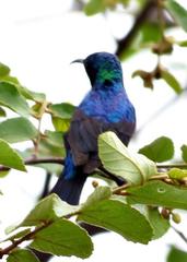 Cinnyris bifasciatus microrhynchus