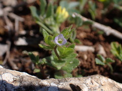 Veronica verna