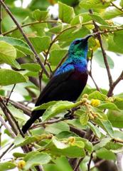 Cinnyris bifasciatus microrhynchus