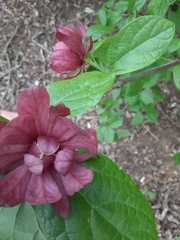 Calycanthus