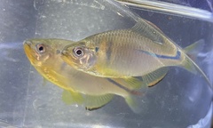 Rhodeus sinensis