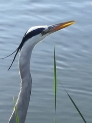Ardea cinerea