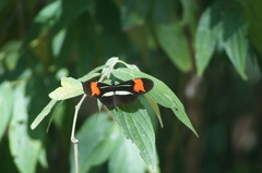 Heliconius besckei