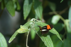 Heliconius besckei