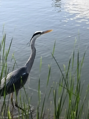 Ardea cinerea