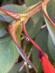Cheilomenes bidentata
