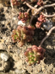 Sedum album