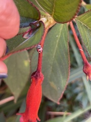 Cheilomenes bidentata