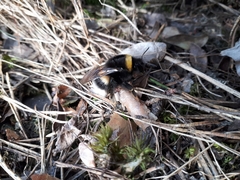 Bombus