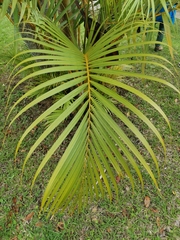 Dypsis lutescens