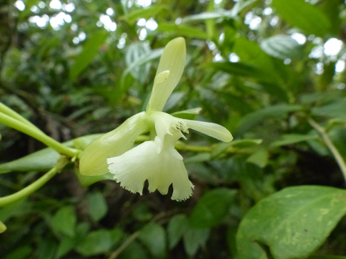 Epidendrum odontochilum Hágsater