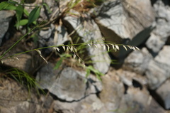 Melica virgata