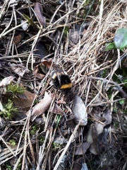 Bombus