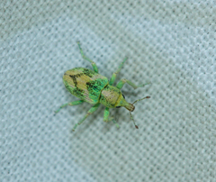 Coniatus splendidulus