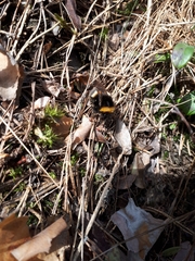 Bombus