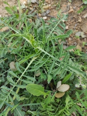 Crupina crupinastrum