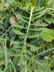 Crupina crupinastrum