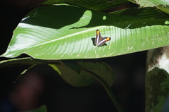 Adelpha thessalia
