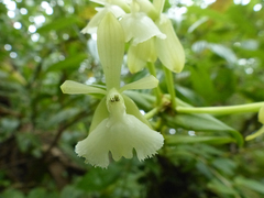 Epidendrum odontochilum