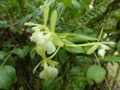 Epidendrum odontochilum
