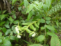 Epidendrum odontochilum