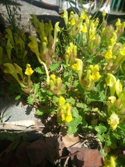 Scutellaria orientalis
