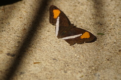 Adelpha thessalia