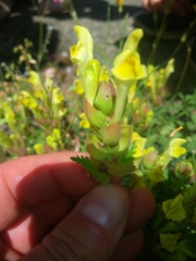 Scutellaria orientalis