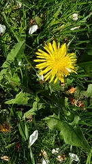 Taraxacum
