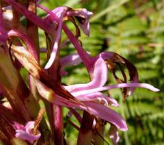 Disa