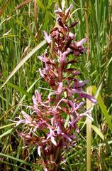 Disa