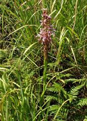 Disa