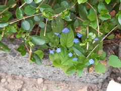 Omphalodes